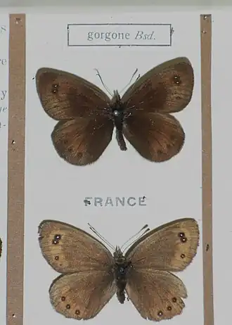 Pyreneeënzijde-erebia