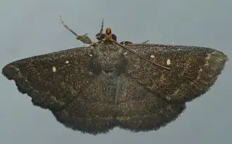 Calesia xanthognatha