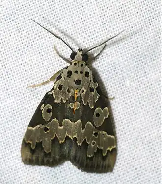 Digama culta