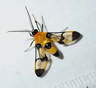 Loxophlebia flavipicta