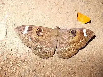 Erebus hieroglyphica