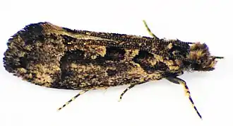 Erechthias capnitis