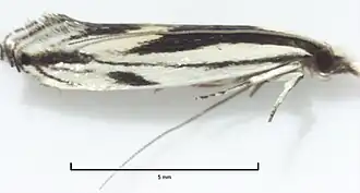 Erechthias chasmatias