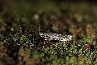 Erechthias decoranda