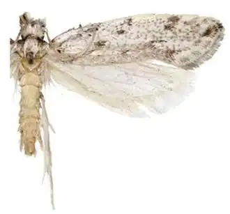 Erechthias dracaenura