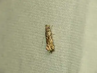 Erechthias pelotricha