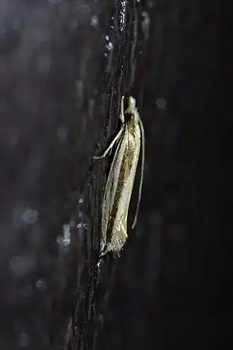 Erechthias stilbella