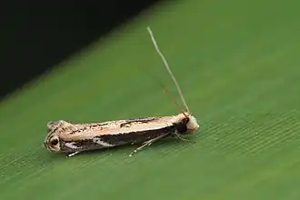 Erechthias terminella