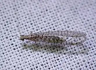 Eremochrysa (Eremochrysa) fraterna