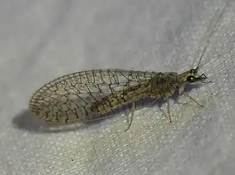 Eremochrysa (Eremochrysa) hageni