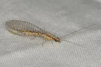 Eremochrysa (Eremochrysa) punctinervis