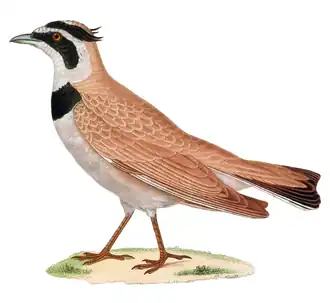 Temmincks strandleeuwerik