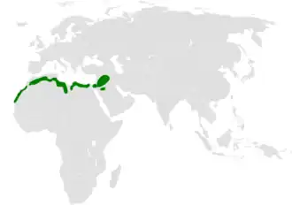 Temmincks strandleeuwerik