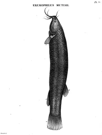 Eremophilus