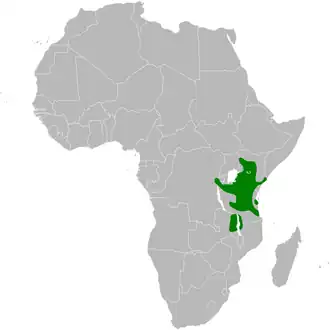 Bruinkapvinkleeuwerik