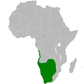 Grijsrugvinkleeuwerik