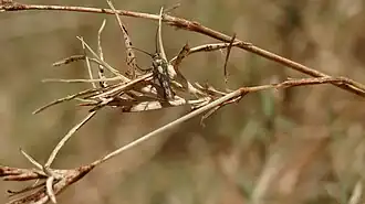 Eretmocera impactella