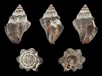 Ergalatax crassulnata