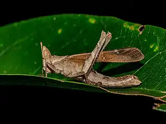 Erianthella formosana
