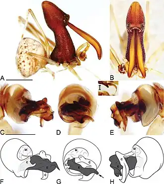 Eriauchenius pauliani