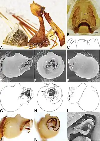 Eriauchenius workmani