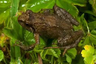 Ericabatrachus baleensis