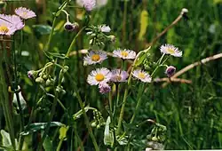 Erigeron philadelphicus