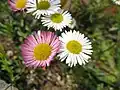 Mexicaans madeliefje, Erigeron karvinskianus