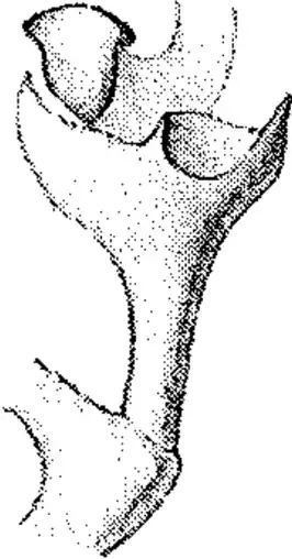 Erigone arctica sibirica