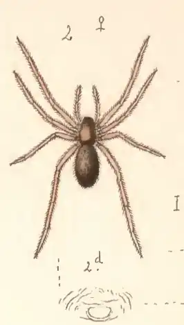 Langpalpstoringsdwergspin