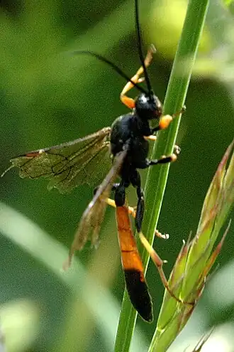 Erigorgus melanobatus
