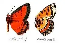 Erikssonia cooksoni