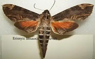Erinnyis lassauxii