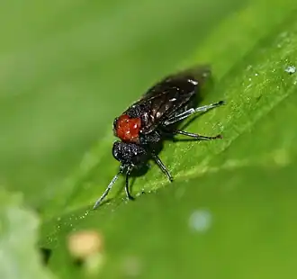 Eriocampa ovata