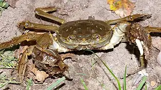 Chinese wolhandkrab