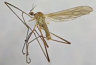 Erioconopa trivialis