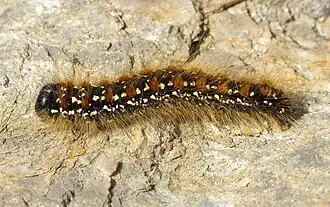 Eriogaster arbusculae