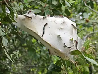 Eriogaster philippsi