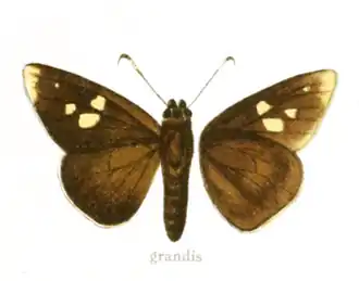 Erionota grandis