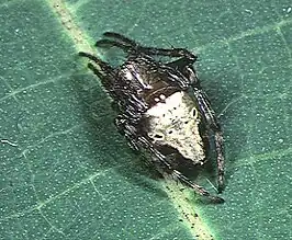 Eriophora yanbaruensis