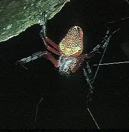 Eriophora nephiloides