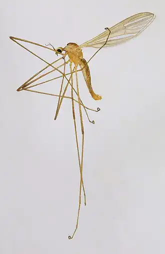 Erioptera (Erioptera) lutea