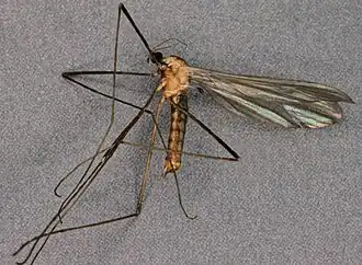 Erioptera (Erioptera) nielseni