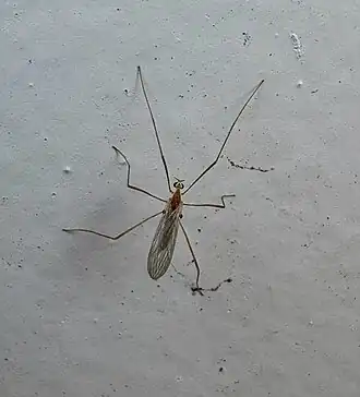 Erioptera (Erioptera) septemtrionis