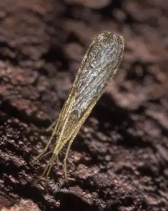 Erioptera (Mesocyphona) tantilla