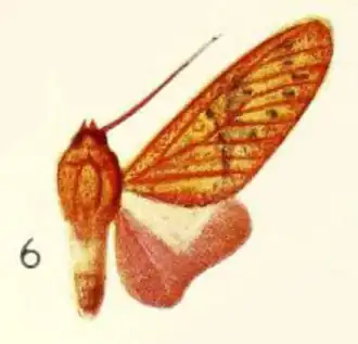 Araeomolis nigripuncta