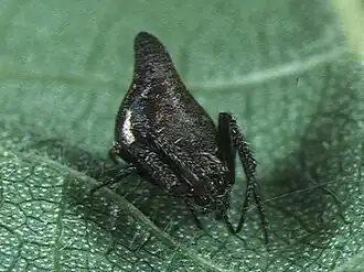 Eriovixia pseudocentrodes