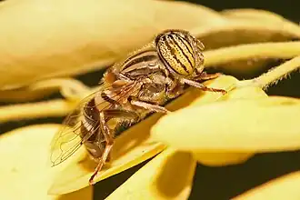 Eristalinus
