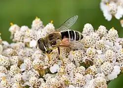 Bestuiving door een kleine bijvlieg
