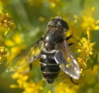 Eristalis dimidiata